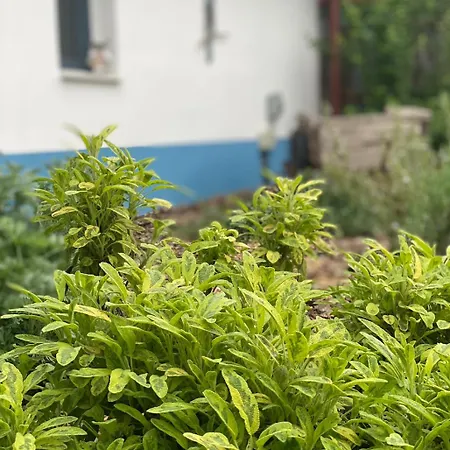 Es Bagoly Kalandhaz * سزارفاس