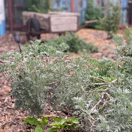 Es Bagoly Kalandhaz بيت للعطل *