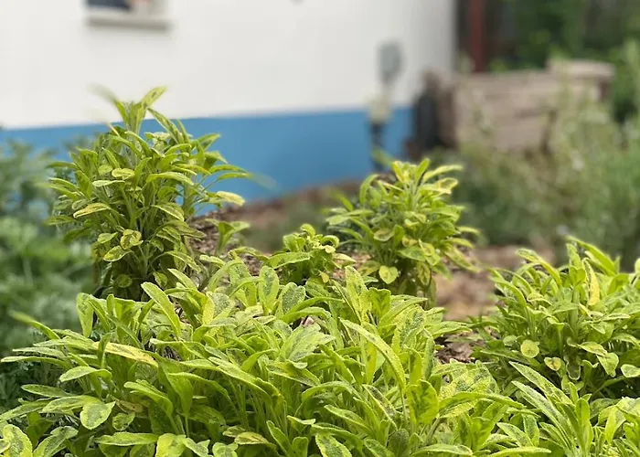 Es Bagoly Kalandhaz * Szarvas