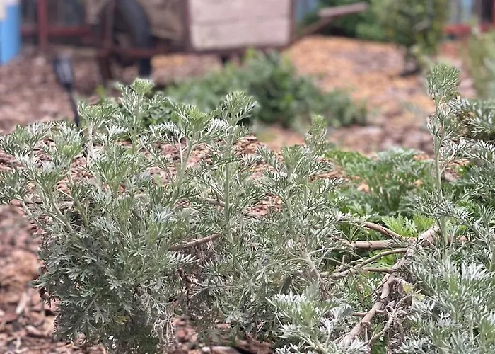 Es Bagoly Kalandhaz Dom wakacyjny *